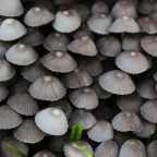 Отец и дочь умерли после того, как отведали ядовитое карри с грибами