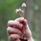 Изнурительное опьянение: лесники спасли четырех мужчин, собиравших галлюциногенные грибы