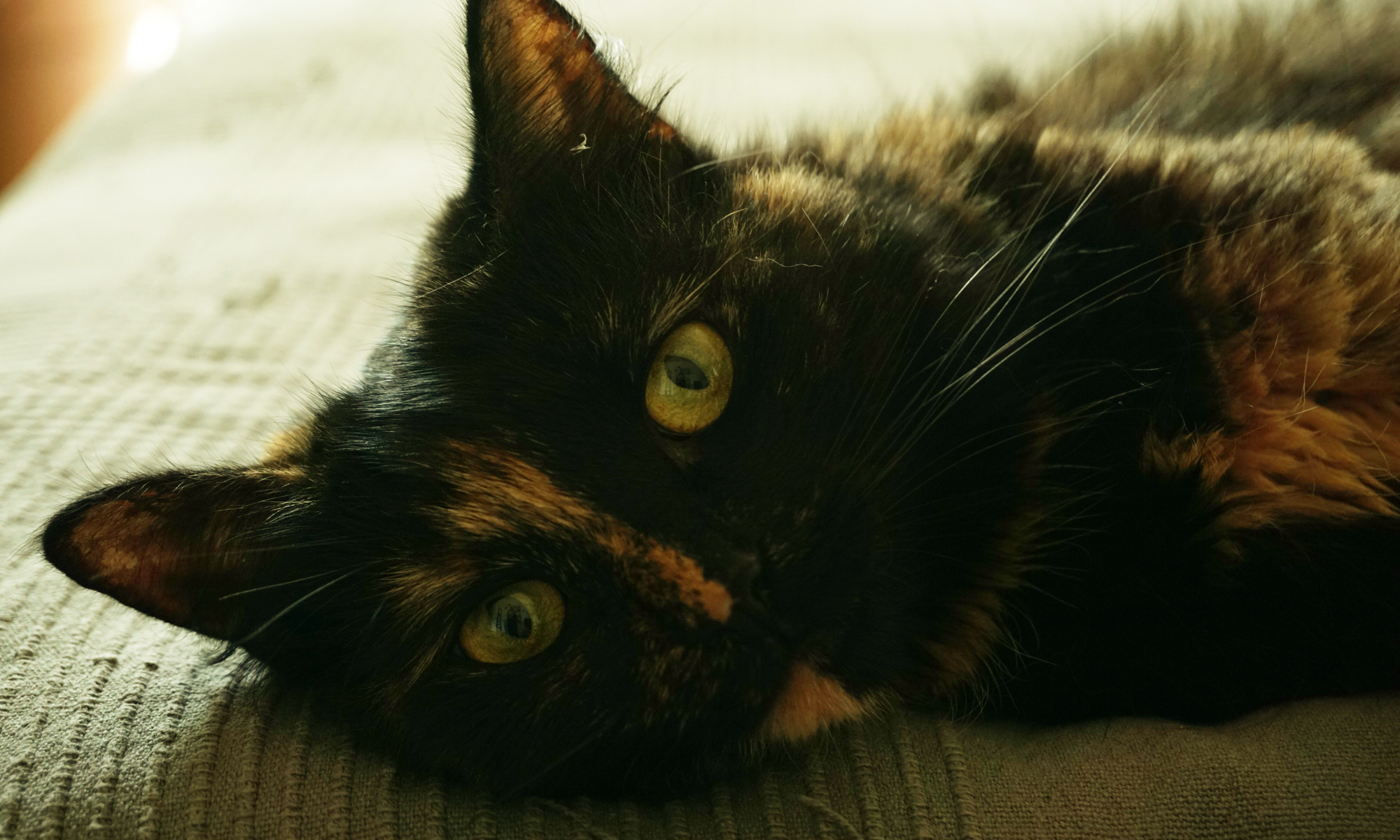 Жизнь замечательных животных