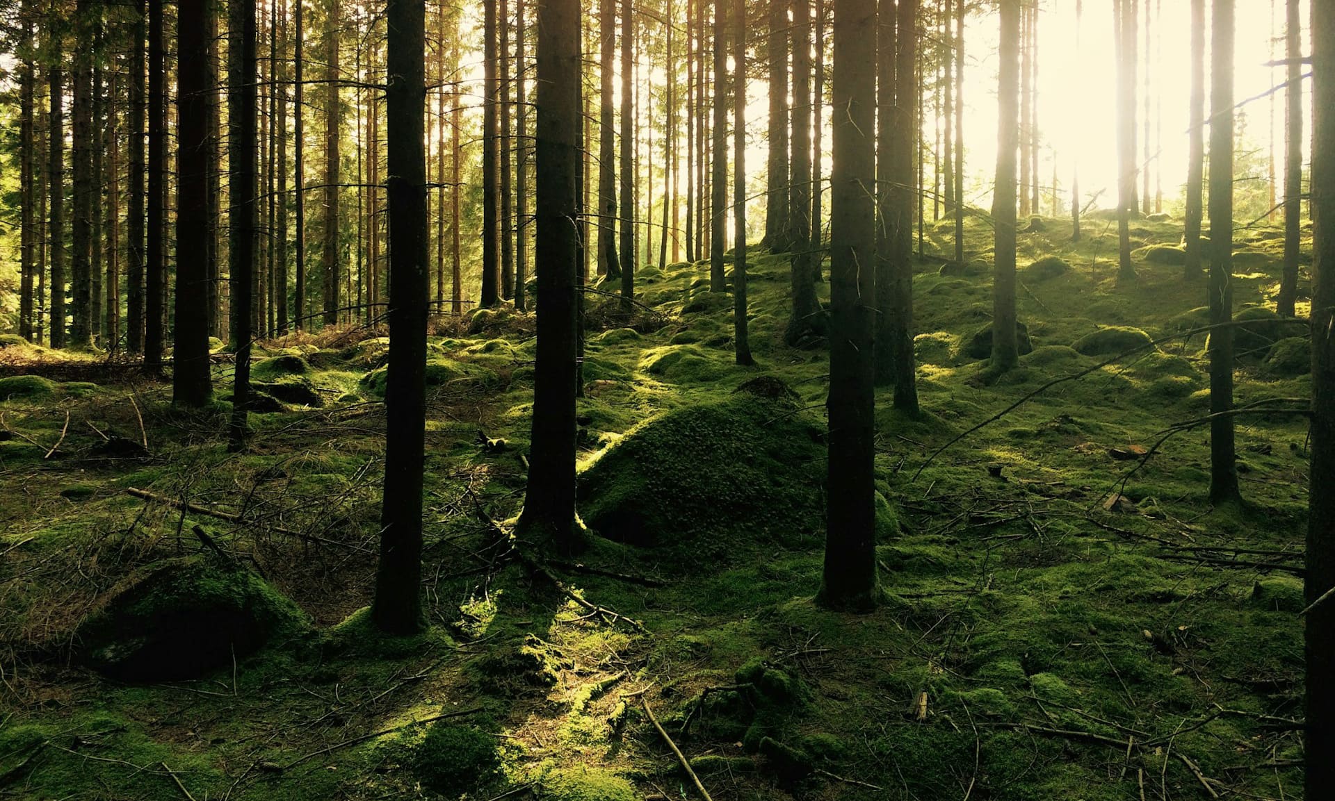 Химический состав лесных почв определяет токсичность мышьяка для биома