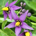 Пассажир первого класса авиакомпании Delta был отравлен салатом с черным пасленом