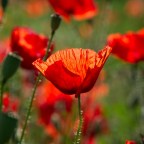 15. Мак — путешествие на край ночи