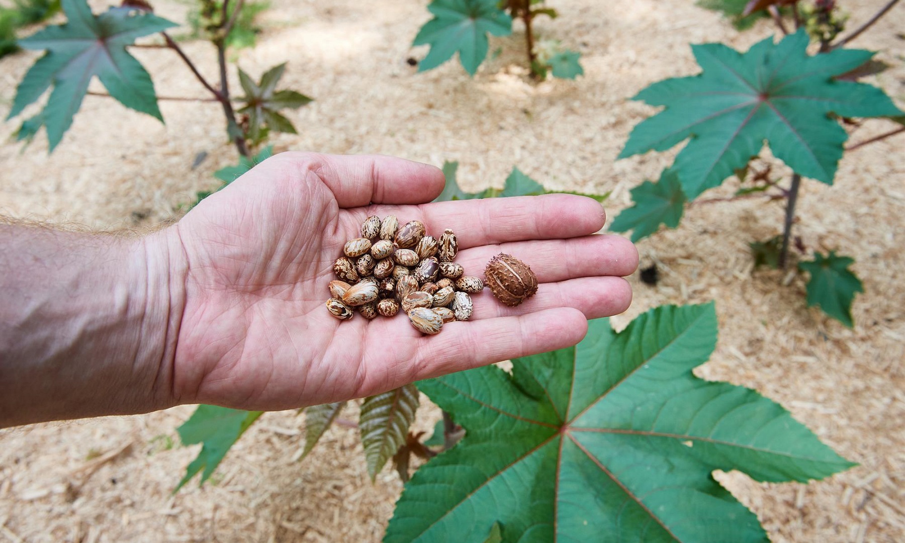 Террористы планировали использовать рицин в ходе атак в Индии