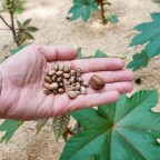 Террористы планировали использовать рицин в ходе атак в Индии