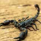 Яд амазонского скорпиона может стать лекарством нового поколения от рака груди