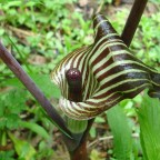 В Китае участник конкурса по выживанию в дикой природе отравился ядовитым растением