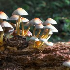 Требуется пересадка печени: в Греции две женщины отравились ядовитыми грибами