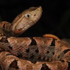 Технология мРНК против COVID-19 может быть защитой от змеиного яда