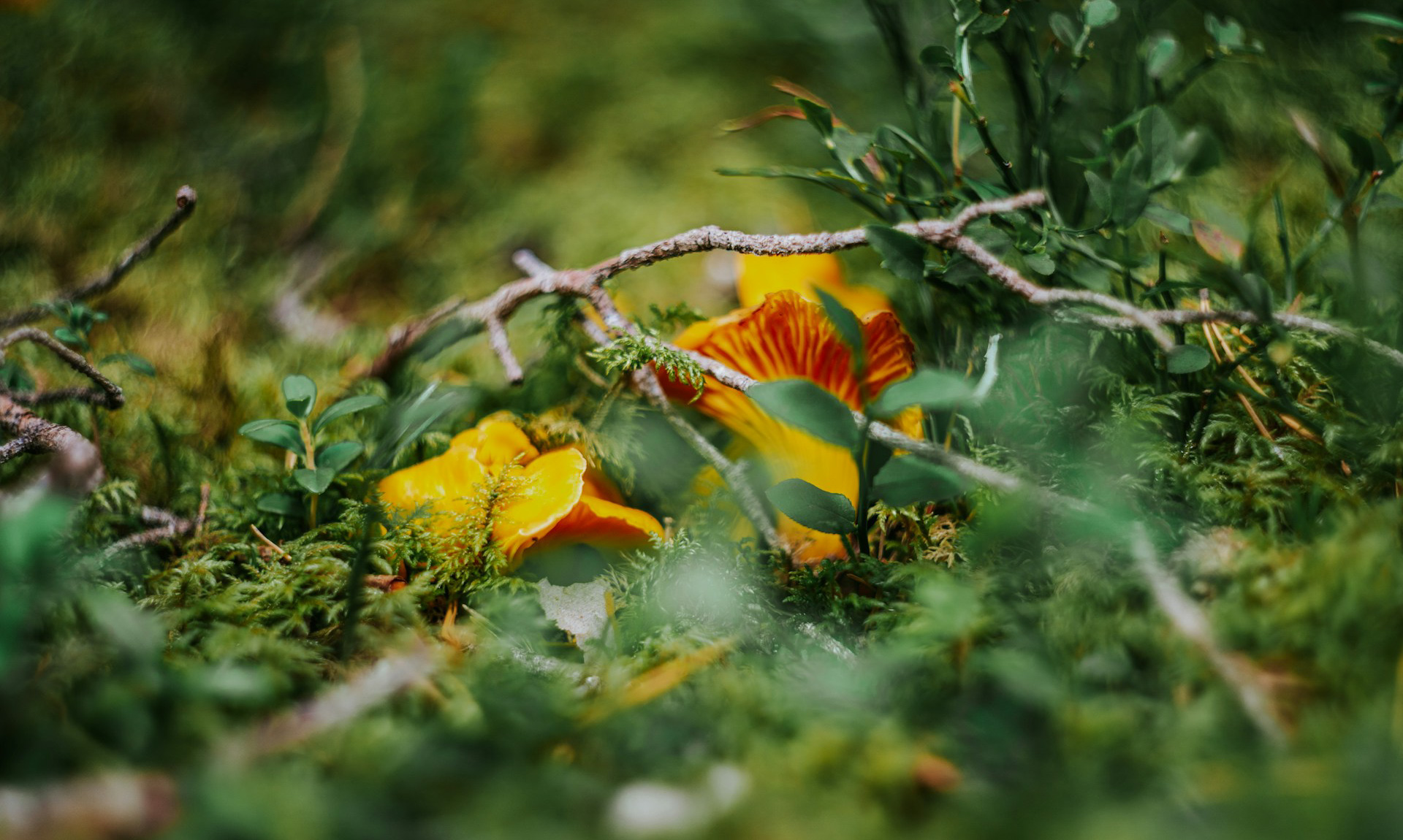 Интернет не помог: женщины отравились ядовитыми грибами