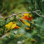 Интернет не помог: женщины отравились ядовитыми грибами