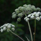 Экспертка по ядам объяснила, почему не стоит никого травить