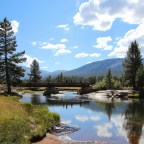 Власти Калифорнии предупредили о вспышке смертельных отравлений дикими грибами