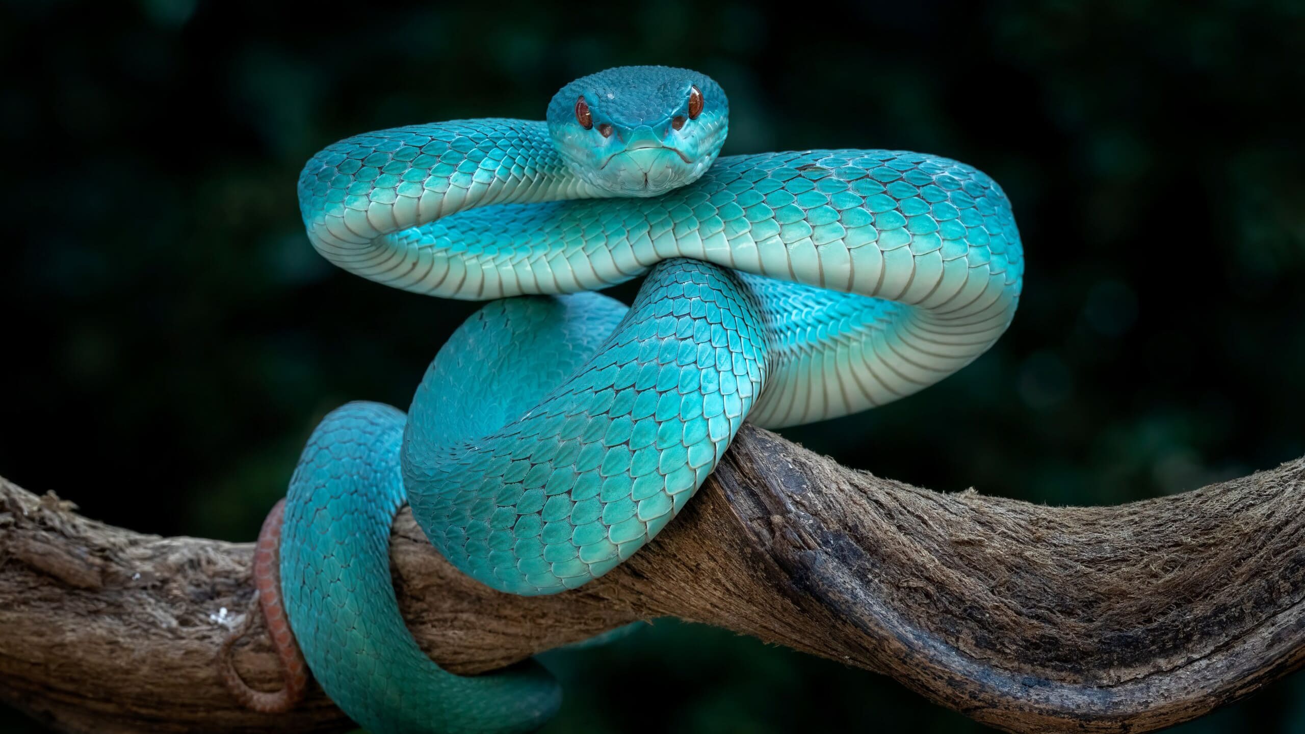 Персонаж мультика «Зверополис 2» спровоцировал в Китае рост спроса на ядовитых змей