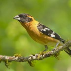 Почему некоторые животные могут съесть яд и обмануть смерть