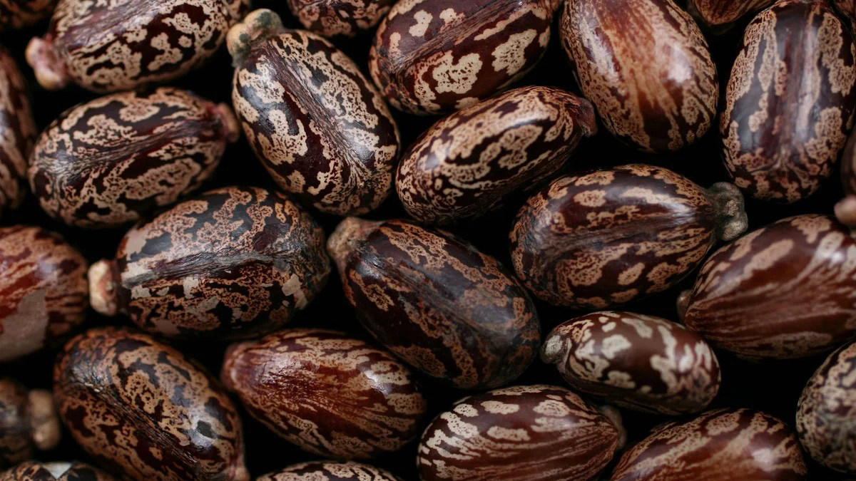 Во Франции создали первое противоядие от отравления рицином