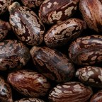 Во Франции создали первое противоядие от отравления рицином