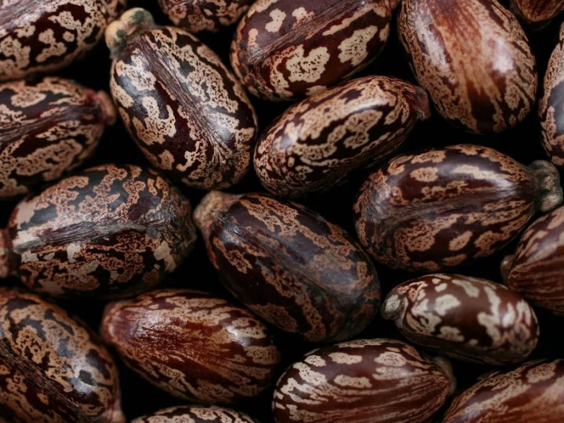 Во Франции создали первое противоядие от отравления рицином