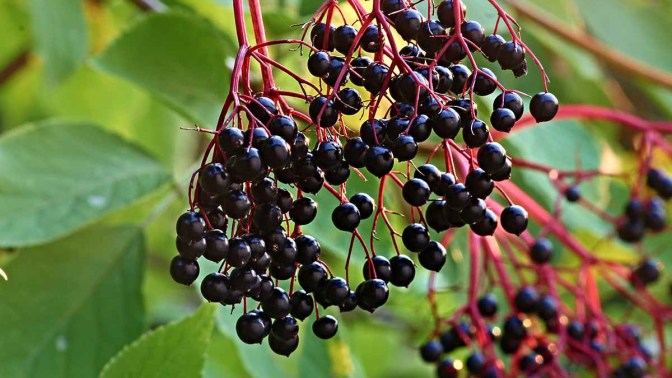 Что говорит наука о влиянии бузины на артериальное давление