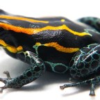 Ученые разгадали многолетнюю загадку ядовитой лягушки