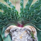 В Южной Африке найдены отравленные стрелы возрастом 60 000 лет