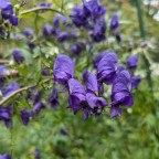 Отравления недели: 31 год для педофила, аконит в целебном чае и отбеливатель в спагетти