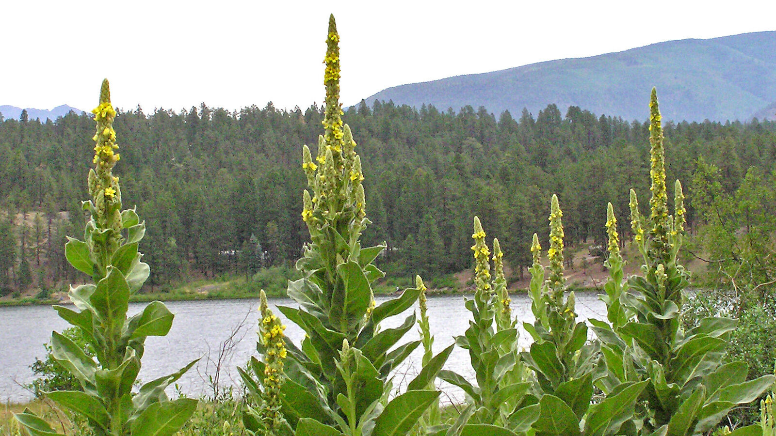 Велнес-инфлюенсеры начали курить листья коровяка для очищения легких