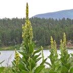 Велнес-инфлюенсеры начали курить листья коровяка для «очищения легких»