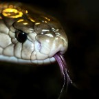 Участница шоу «Голос Нигерии» скончалась после укуса змеи