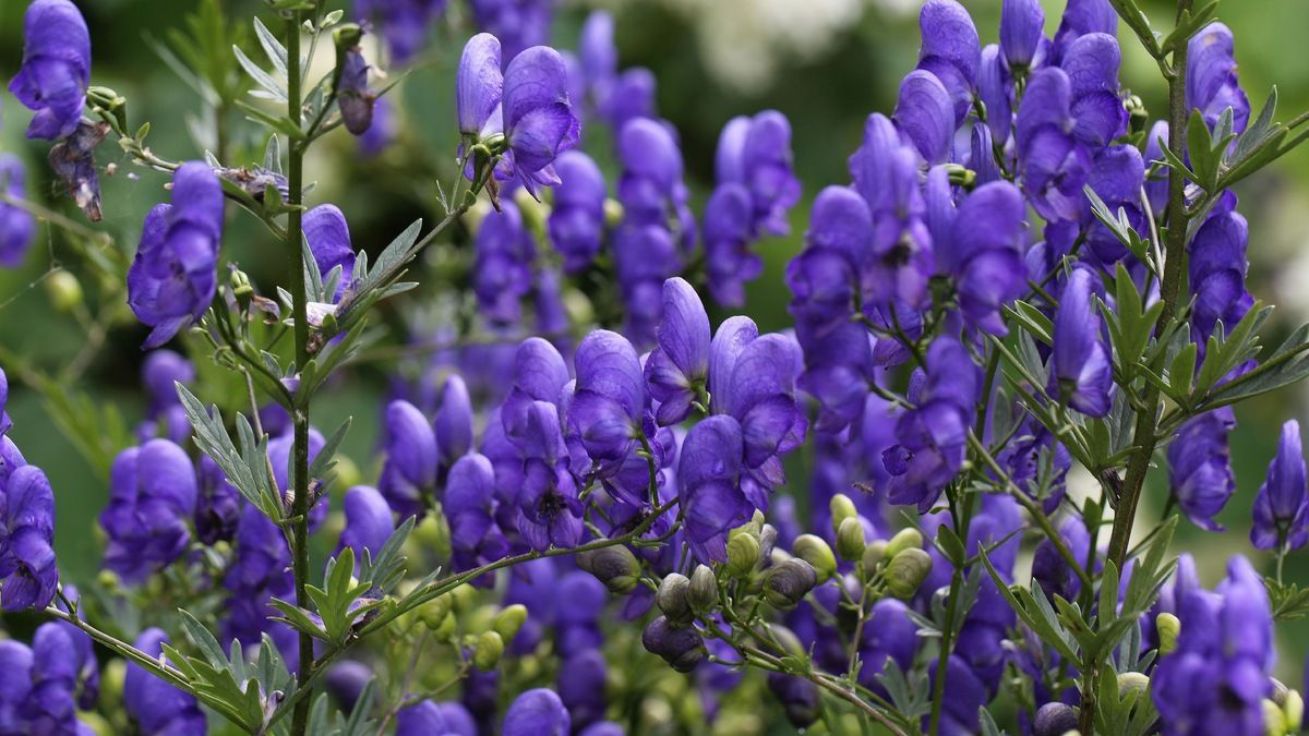 Мужчина купил в интернете средство традиционной китайской медицины и умер от отравления