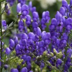 Мужчина купил в интернете средство традиционной китайской медицины и умер от отравления