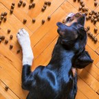 В кормах для собак обнаружено тревожно высокое количество свинца, ртути и других загрязняющих веществ