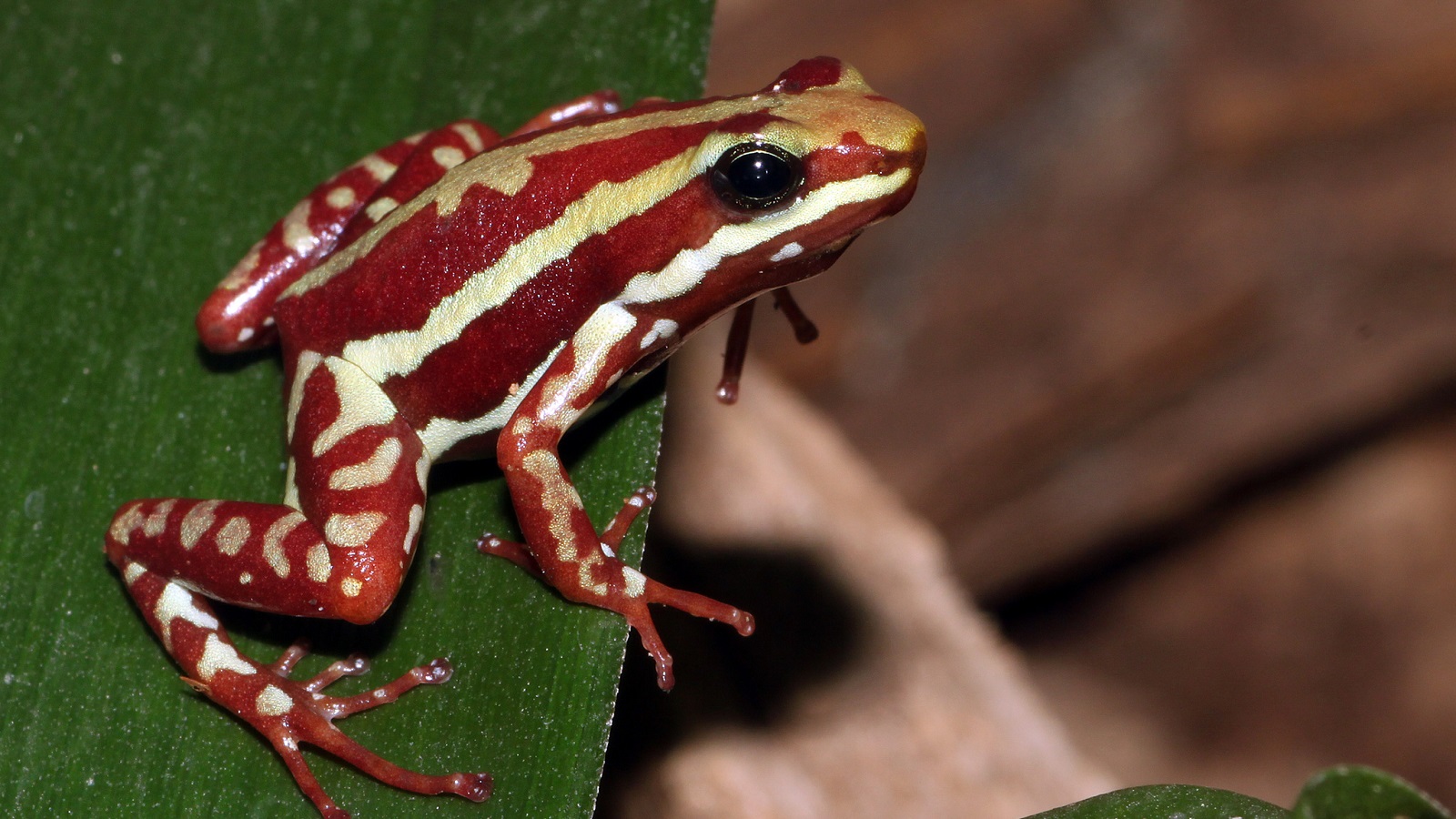 Что такое эпибатидин: как действует яд и чем опасен