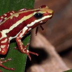 Что такое эпибатидин: как действует яд и чем опасен