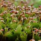 Крошечный кусочек мха стал уликой, которая помогла раскрыть преступление на кладбище