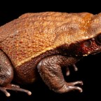 Бразильские ученые обнаружили природный яд с потенциалом применения в качестве антибиотика