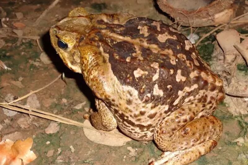 Яд жабы может быть полезен в качестве антибиотика