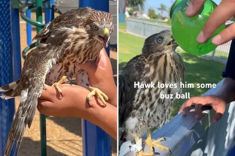 Мужчину посадили в тюрьму за отравление ястреба алкоголем