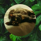 А ваш питомец в безопасности? Комнатные растения, ядовитые для собак и кошек