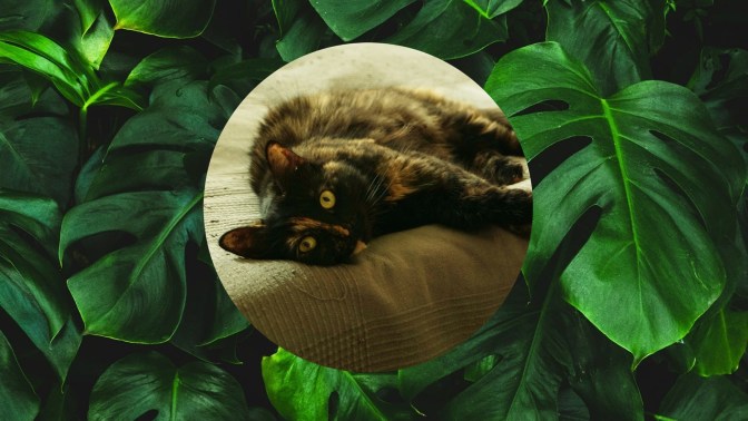 А ваш питомец в безопасности? Комнатные растения, ядовитые для собак и кошек