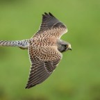 Мужчина отправился на 1,5 месяца в тюрьму за отравление птицы алкоголем