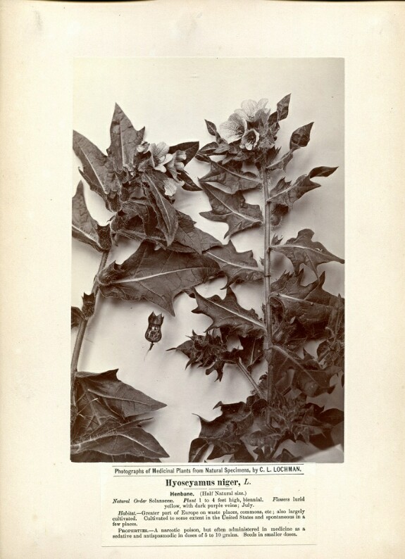 Отравление беленой