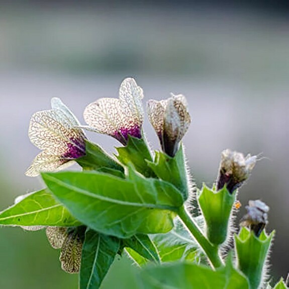 Отравление беленой