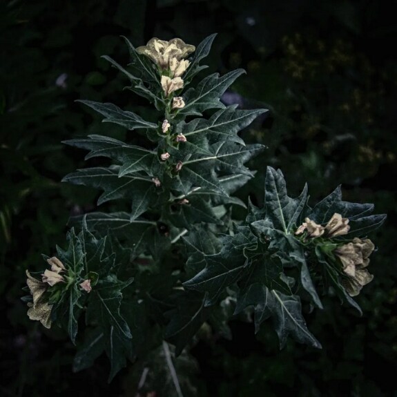 Отравление беленой