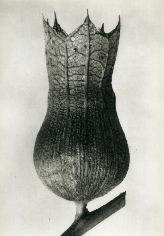 Отравление беленой