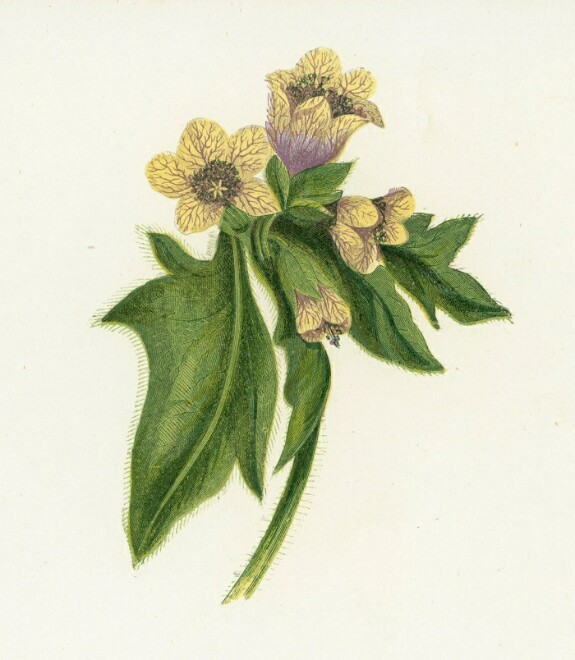 Отравление беленой