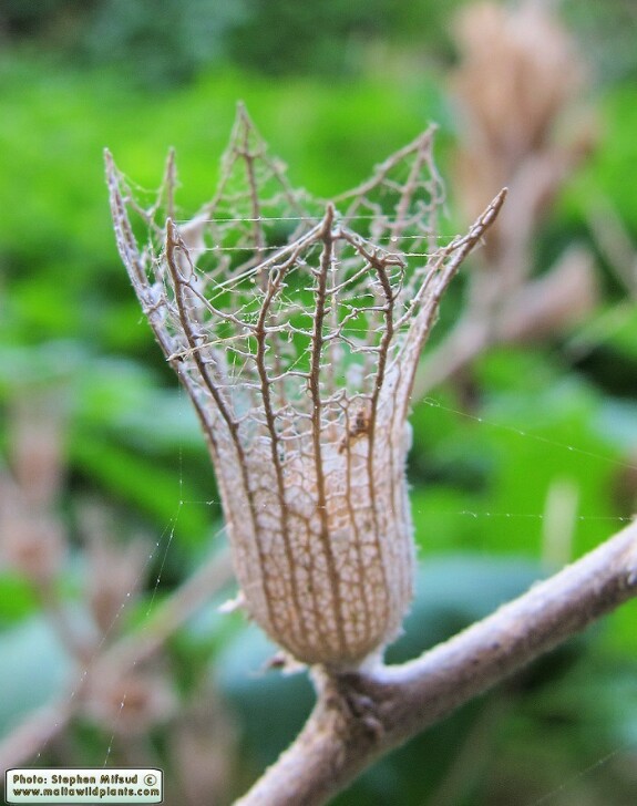 Отравление беленой