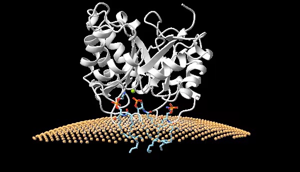 Как яд паука разрушает клетки