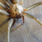 Как яд паука повреждает клетки человека: ученые раскрыли смертельный механизм действия токсина