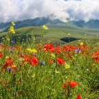 От коллапса легких до кровоизлияния в мозг: узнайте о 10 самых ядовитых и смертоносных растениях