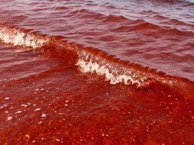 Лягушачий белок может стать первым противоядием от смертельно опасного токсина красных приливов